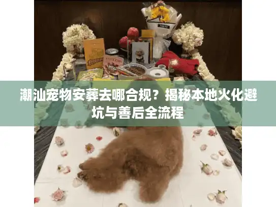 潮汕宠物安葬去哪合规？揭秘本地火化避坑与善后全流程