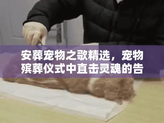 安葬宠物之歌精选，宠物殡葬仪式中直击灵魂的告别BGM