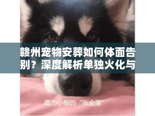 赣州宠物安葬如何体面告别？深度解析单独火化与合法善后