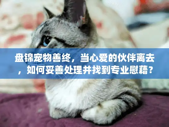 盘锦宠物善终，当心爱的伙伴离去，如何妥善处理并找到专业慰藉？