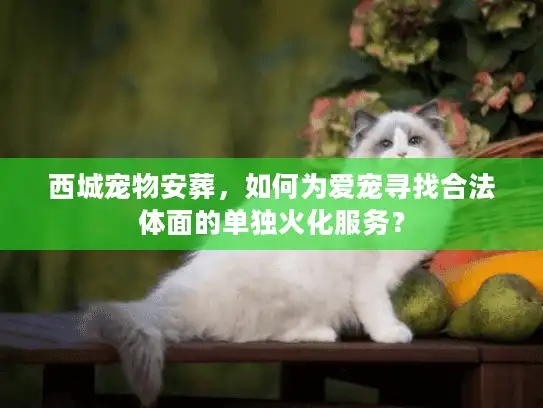 西城宠物安葬，如何为爱宠寻找合法体面的单独火化服务？