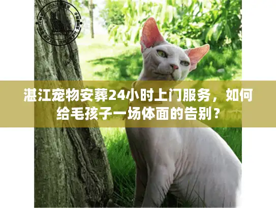 湛江宠物安葬24小时上门服务，如何给毛孩子一场体面的告别？