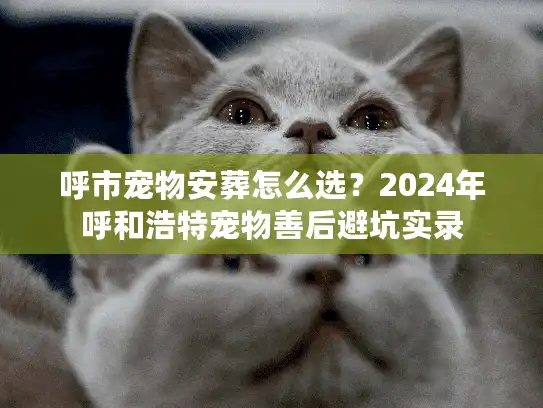 呼市宠物安葬怎么选？2024年呼和浩特宠物善后避坑实录