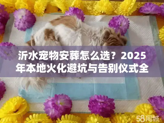 沂水宠物安葬怎么选？2025年本地火化避坑与告别仪式全解