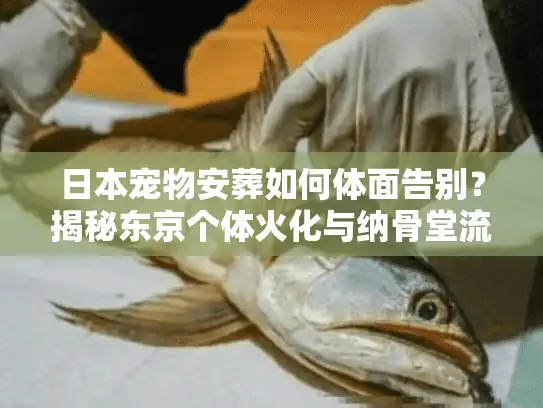 日本宠物安葬如何体面告别？揭秘东京个体火化与纳骨堂流程