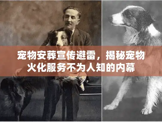 宠物安葬宣传避雷，揭秘宠物火化服务不为人知的内幕
