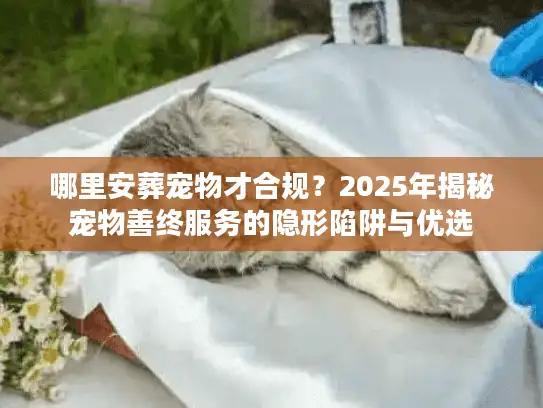 哪里安葬宠物才合规？2025年揭秘宠物善终服务的隐形陷阱与优选