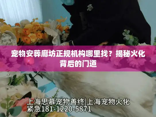 宠物安葬廊坊正规机构哪里找？揭秘火化背后的门道