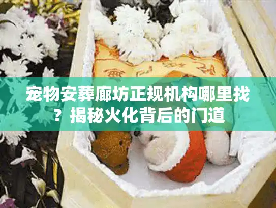 宠物安葬廊坊正规机构哪里找？揭秘火化背后的门道