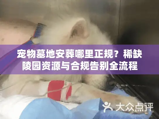 宠物墓地安葬哪里正规？稀缺陵园资源与合规告别全流程