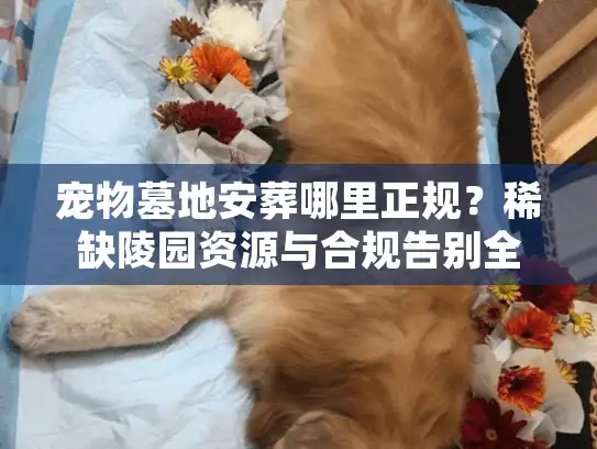 宠物墓地安葬哪里正规？稀缺陵园资源与合规告别全流程