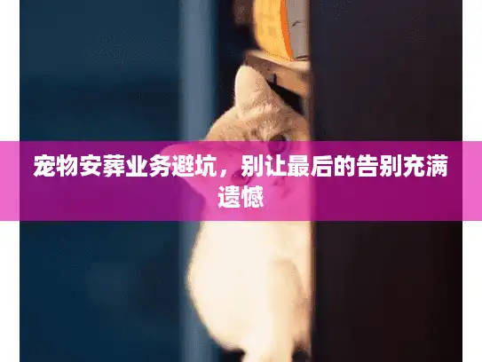 宠物安葬业务避坑，别让最后的告别充满遗憾
