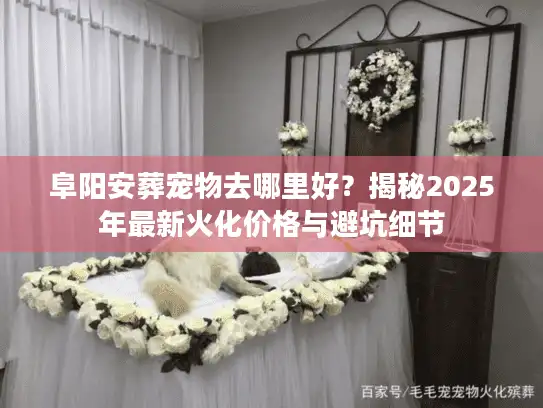 阜阳安葬宠物去哪里好？揭秘2025年最新火化价格与避坑细节