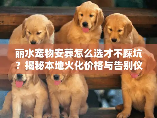 丽水宠物安葬怎么选才不踩坑？揭秘本地火化价格与告别仪式全流程