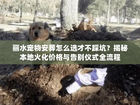 丽水宠物安葬怎么选才不踩坑？揭秘本地火化价格与告别仪式全流程