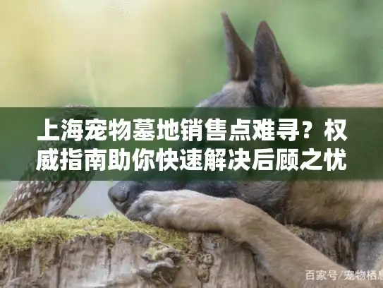 上海宠物墓地销售点难寻？权威指南助你快速解决后顾之忧