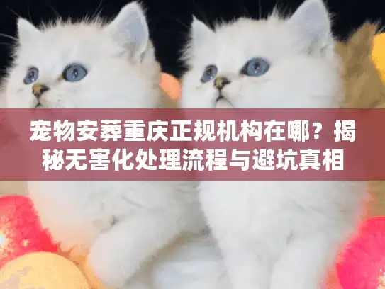 宠物安葬重庆正规机构在哪？揭秘无害化处理流程与避坑真相
