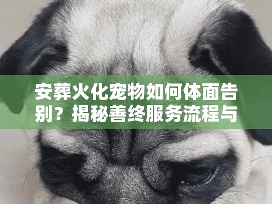 安葬火化宠物如何体面告别？揭秘善终服务流程与避坑内幕