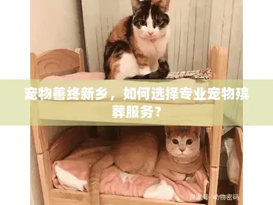 宠物善终新乡，如何选择专业宠物殡葬服务？