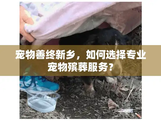 宠物善终新乡，如何选择专业宠物殡葬服务？