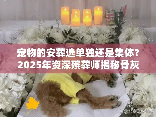 宠物的安葬选单独还是集体？2025年资深殡葬师揭秘骨灰处理