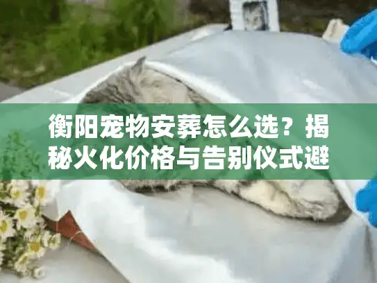衡阳宠物安葬怎么选？揭秘火化价格与告别仪式避坑实录