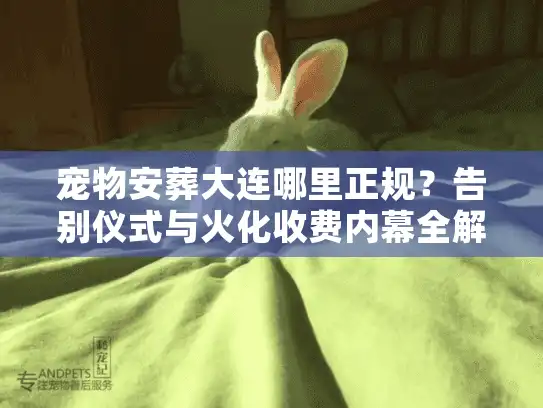 宠物安葬大连哪里正规？告别仪式与火化收费内幕全解