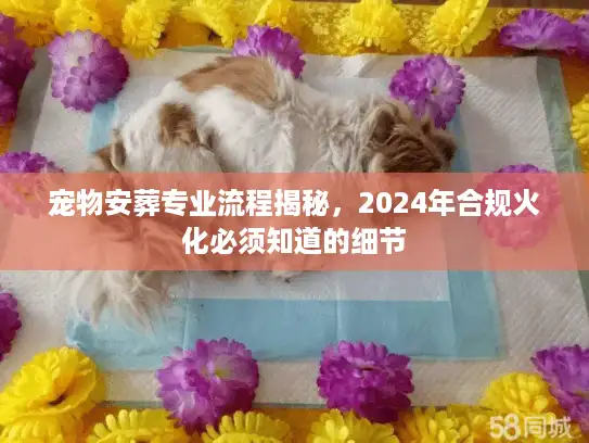宠物安葬专业流程揭秘，2024年合规火化必须知道的细节