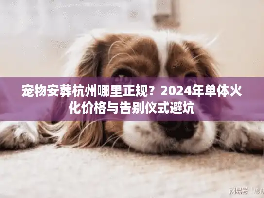 宠物安葬杭州哪里正规？2024年单体火化价格与告别仪式避坑