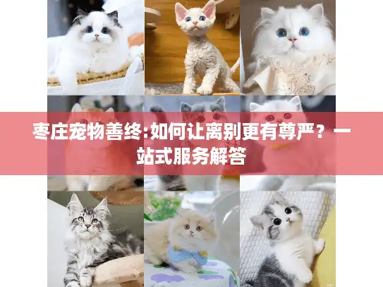 枣庄宠物善终:如何让离别更有尊严？一站式服务解答