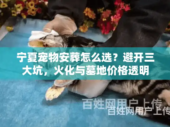 宁夏宠物安葬怎么选？避开三大坑，火化与墓地价格透明