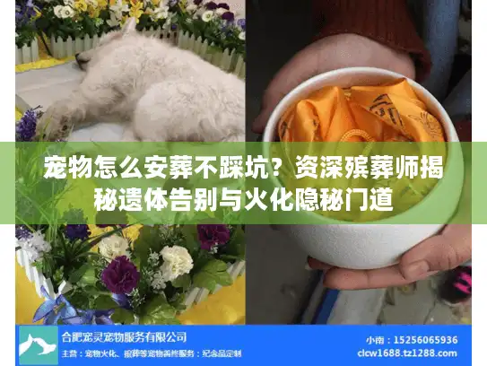 宠物怎么安葬不踩坑？资深殡葬师揭秘遗体告别与火化隐秘门道