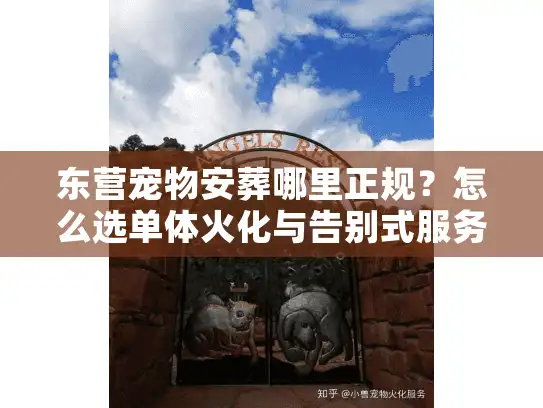 东营宠物安葬哪里正规？怎么选单体火化与告别式服务