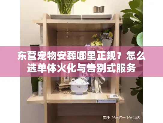 东营宠物安葬哪里正规？怎么选单体火化与告别式服务