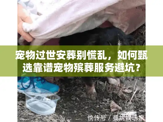 宠物过世安葬别慌乱，如何甄选靠谱宠物殡葬服务避坑？