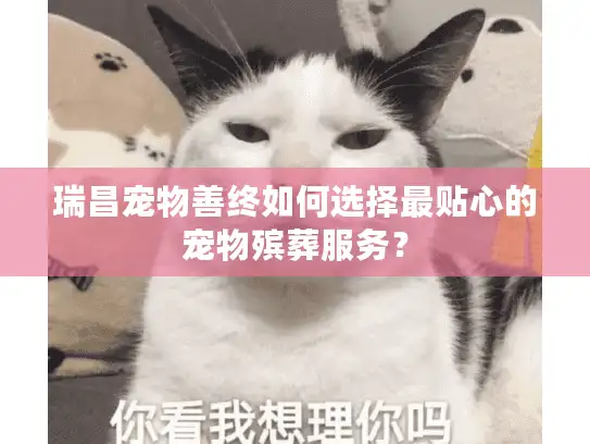 瑞昌宠物善终如何选择最贴心的宠物殡葬服务？