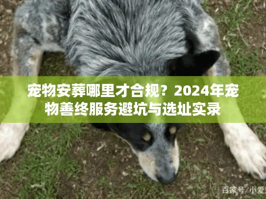 宠物安葬哪里才合规？2024年宠物善终服务避坑与选址实录