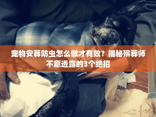 宠物安葬防虫怎么做才有效？揭秘殡葬师不愿透露的3个绝招