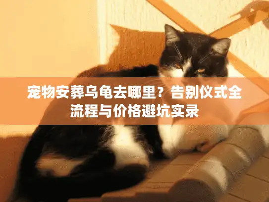 宠物安葬乌龟去哪里？告别仪式全流程与价格避坑实录
