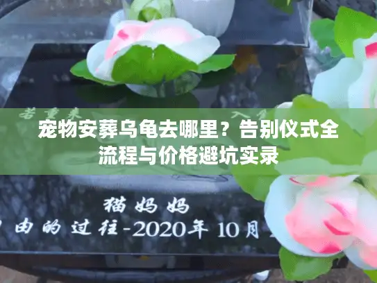 宠物安葬乌龟去哪里？告别仪式全流程与价格避坑实录