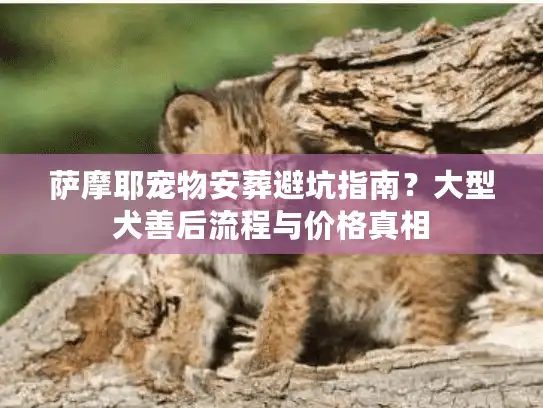 萨摩耶宠物安葬避坑指南？大型犬善后流程与价格真相