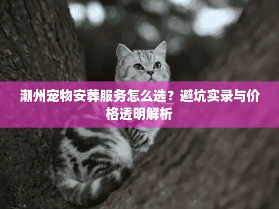 潮州宠物安葬服务怎么选？避坑实录与价格透明解析