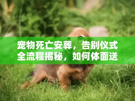 宠物死亡安葬，告别仪式全流程揭秘，如何体面送走毛孩子？