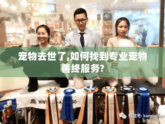 宠物去世了,如何找到专业宠物善终服务?