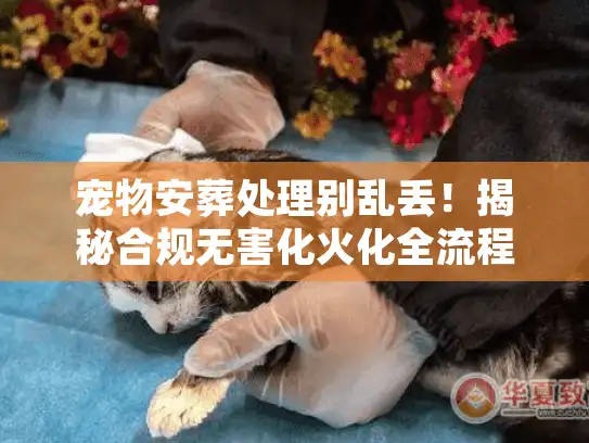 宠物安葬处理别乱丢！揭秘合规无害化火化全流程