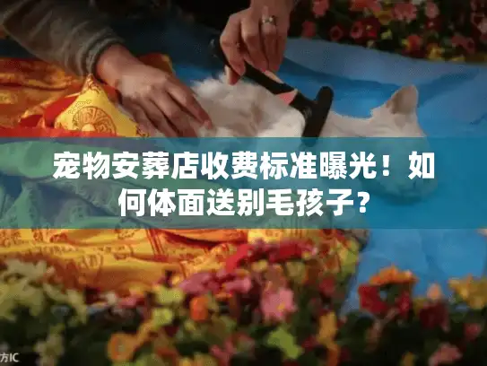 宠物安葬店收费标准曝光！如何体面送别毛孩子？