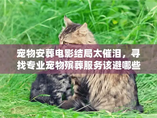 宠物安葬电影结局太催泪，寻找专业宠物殡葬服务该避哪些坑？