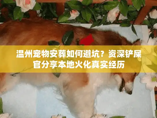 温州宠物安葬如何避坑？资深铲屎官分享本地火化真实经历