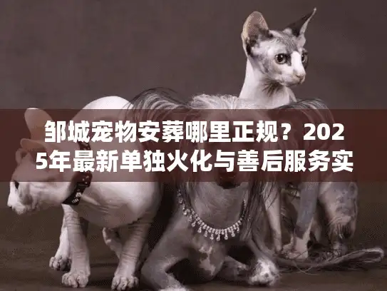 邹城宠物安葬哪里正规？2025年最新单独火化与善后服务实测