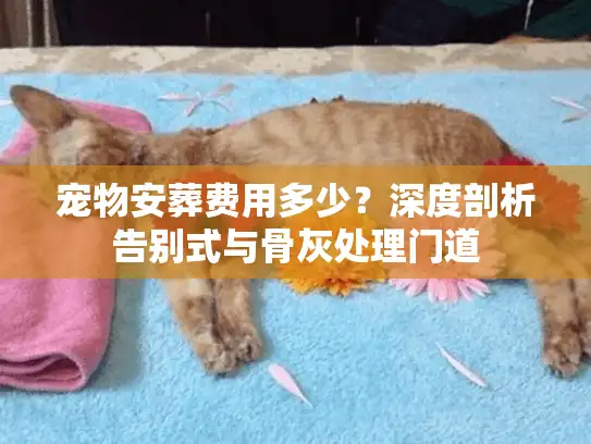 宠物安葬费用多少？深度剖析告别式与骨灰处理门道